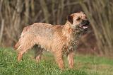 BORDER TERRIER 143